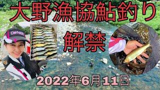 [鮎釣り]2022年大野漁協九頭竜川・真名川鮎釣り解禁しました️