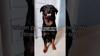 #rotter #dog #rottie #dogowner #rotts #funny #pets #petowner #dogbreed #rotties