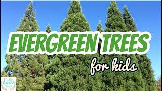  Evergreen Trees  | EDUCATIONAL Video for Kids