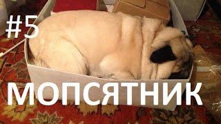 Best Funny Pugs Videos Compilation | Приколы с Мопсами #5