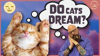 Do Cats Have Dreams?