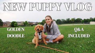 NEW PUPPY VLOG | Golden Doodle Puppy | Day in the Life