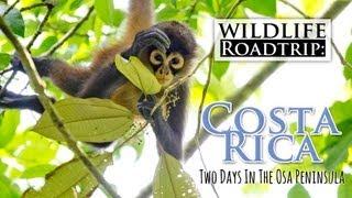 Wildlife Roadtrip: Costa Rica. Two Days in the Osa Peninsula