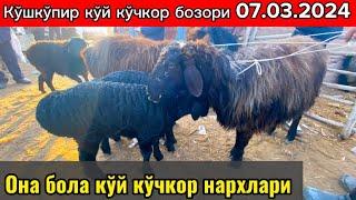 Хоразм кўшкўпир кўй кўчкор бозори янги нархлари 07.03.2024.