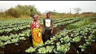 Cabbage growing in Ipafu, Zambia 2021