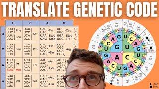 How to Translate mRNA to Amino Acids (DECODING THE GENETIC CODE)