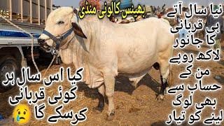 Bhains Colony Mandi Karachi Cattle Latest Rates Update 1 January 2025 | Cow Mandi 2025