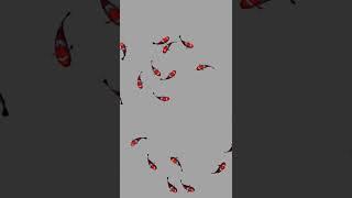 Randomized Fish Movements (Three.js & Yuka) #Shorts