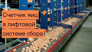 Счетчик продукции в лифтовой системе сбора яиц с помощью обычной камеры