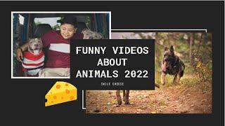 Funny videos about animals 2022