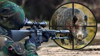 TOP 100 AMAZING WILD BOAR HUNTS   BEST SCENES, HOG HUNTS   PIG TOP 100