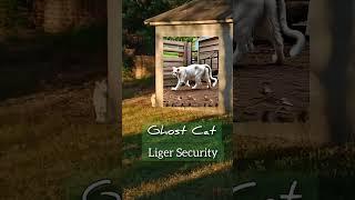 Ghost Cat :: Liger Security