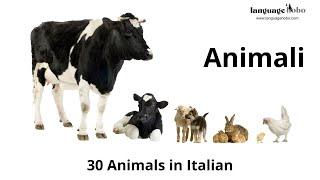 Animals in Italian - Learn 30 Animal Names in the Italian Language