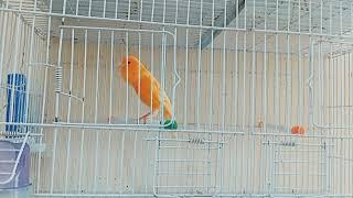 canary bird - canary singing - canary sounds -  canary singing at home - beautiful canary birds