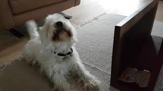 Budi the Westie asking for more treats