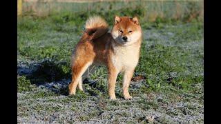 Un shiba retraité d'élevage