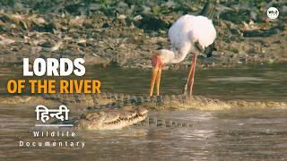 Lords of the River, Wild Kingdoms - हिन्दी डॉक्यूमेंट्री | Wildlife documentary in Hindi