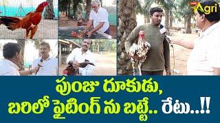 Sankranthi Pandem Punjulu | పుంజు దూకుడు, బరిలో ఫైటింగ్‌ను బట్టే రేటు..!! Tone Agri