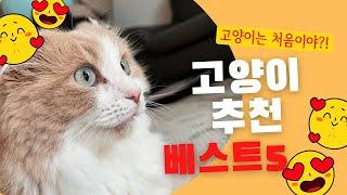 고양이 초보자도 키울 수 있는 이 고양이, 함께 알아보아요! #고양이품종 #반려묘 #인기고양이