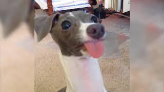 Funny Dog Sticks out Tongue