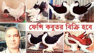 ফ্রেন্সি কবুতর বিক্রি হবে | Fancy pigeon For sale | লাহরী সিরাজি কবুতর | মুন্ডিয়ান কবুতর | শো-কিং