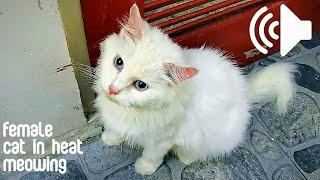 FEMALE CAT IN HEAT MEOWING TO MALE - PRANK YOUR PETS