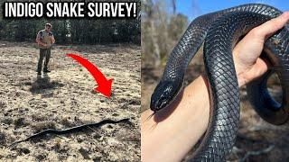 Indigos and Diamondbacks in South Georgia! Eastern Indigo Snake Surveys!