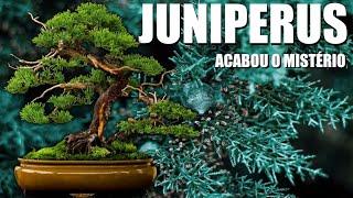 Juniperus, acabou o mistério