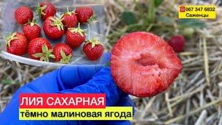 Обзорклубники ЛИЯ САХАРНАЯ ягода первого класса//Купить саженцы клубники Азия Украина Хитрук Елена