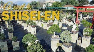 Bonsai Garden Tour : A Visit to David Nguy's Shisei-En