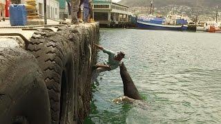 Mouth to mouth with a massive seal, Hout Bay Market, Cape Town | Seizethecity Ep. 11