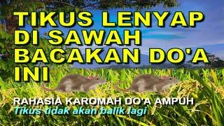 TIKUS LENYAP DISAWAH BACAKAN DOA INI