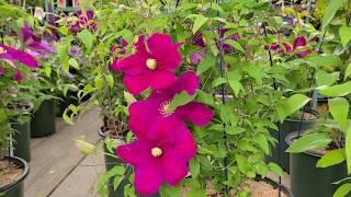 Clematis 'Niobe' & Bourbon™ // 2 Stunning Climbing Vines with BIG Red flowers