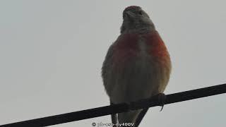 Makolągwa - wieczorny śpiew samczyka | Linnet song #birds #ptaki