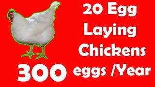 20 Best Egg Laying Chicken (Hen) Breeds | Up to 300 Eggs per year