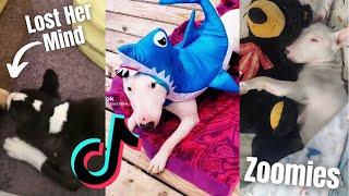 These Bull Terrier Zoomies Will Make Your Day