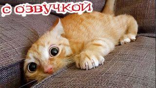 ПРИКОЛЫ С КОТАМИ! - С ОЗВУЧКОЙ! СМЕШНЫЕ ЖИВОТНЫЕ 2023! СМЕШНЫЕ КОШКИ И СОБАКИ!