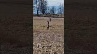 Watch me call in 3 WILD deer! | #shorts