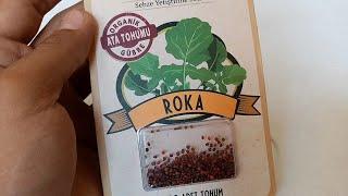 Roka (Garden rocket) or Arugula part - 1