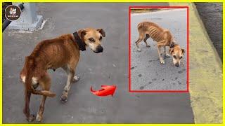 He silently wandered on the street, asking people for help but received only cold hearts!