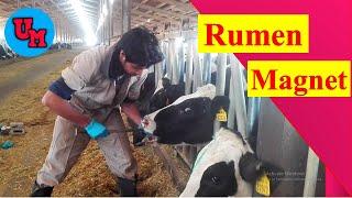 How Insert Rumen Magnet Into Dairy Cow | Hardware Disease | Cattle Management | Dairy Farm | Epi -04