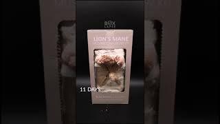 Boxlapse  Lion's mane mushroom grow kit from @nackrosgarden. More on our youtube, link in bio #li