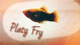 Keeping and Growing PLATY FRY