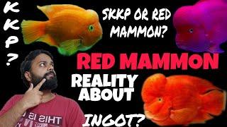 Red Mammon | KKP or SKKP | Red Ingot | Reality check | monster fish tank mates | EPISODE 15