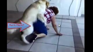 Anjing Memperkosa Wanita Tua [HD]
