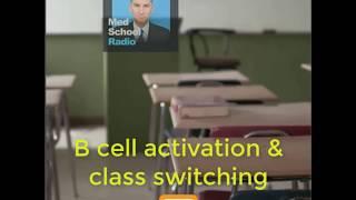 B cell activation and class switching