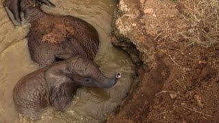 Elephant Mum and Calf Freed from Well | Sheldrick Trust