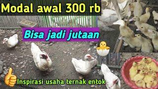 INSPIRASI USAHA || Kisah awal mula beternak entok dari modal 300 ribu hingga untung jutaan