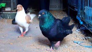 American show king pigeon | Best king pigeon breeds | Biggest Black King pigeons