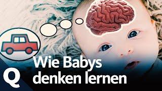 So lernen Babys, in Kategorien zu denken | Quarks